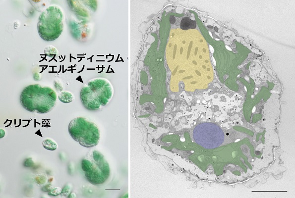 葉緑体ドロボウ”は進化途中の現象か！？ – 盗葉緑体性渦鞭毛藻