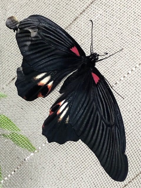 白化型】ナガサキアゲハ（メス、タイ産飼育品） 白化型