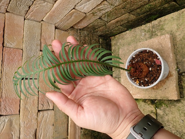 サイカス シアメンシス (Cycas siamensis) タイシルバー | 希少植物の
