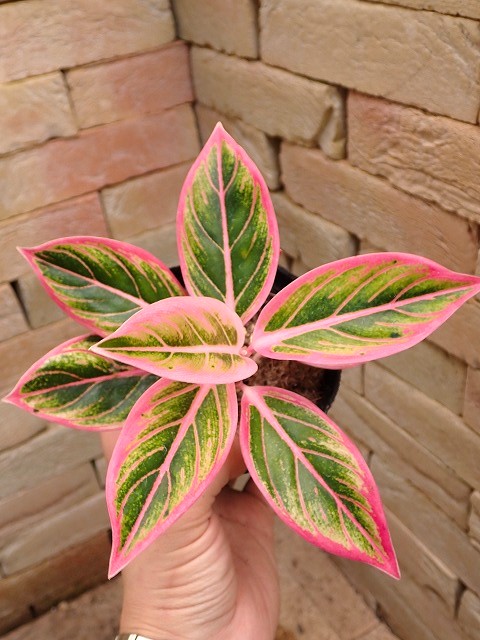 アグラオネマ ロータスディライト(Aglaonema Lotus Delight) | 希少