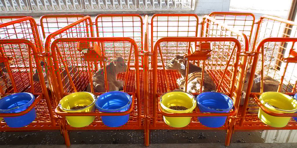 Plastisol Coated Metal Livestock Flooring Products ADA