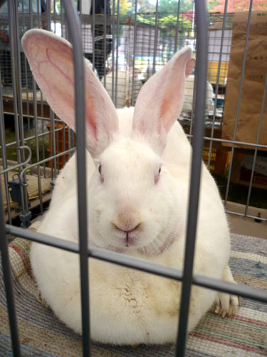 大仙市】「全国ジャンボうさぎフェスティバル in中仙」を10月19日開催！