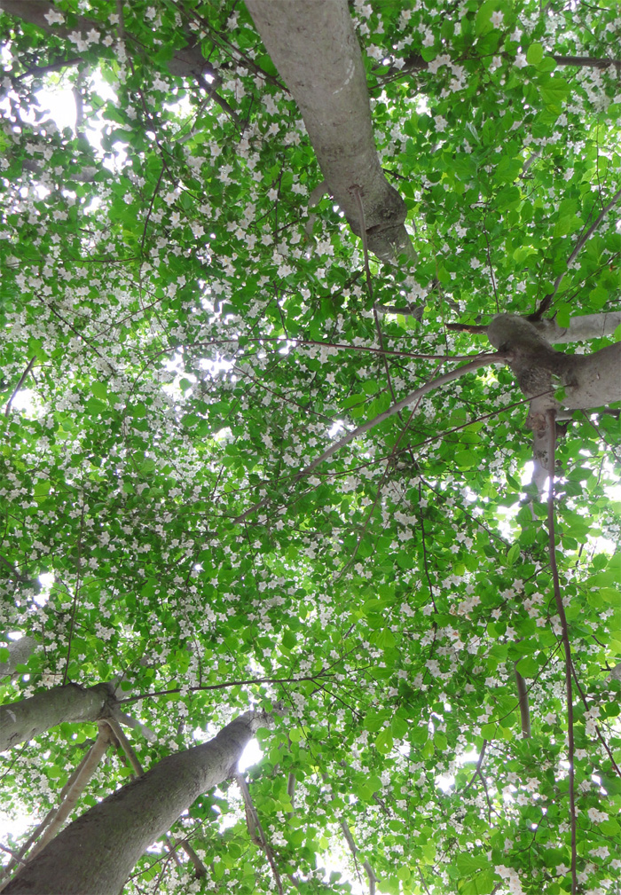 山採り自然樹形のエゴノキ販売 那珂市秋元園芸