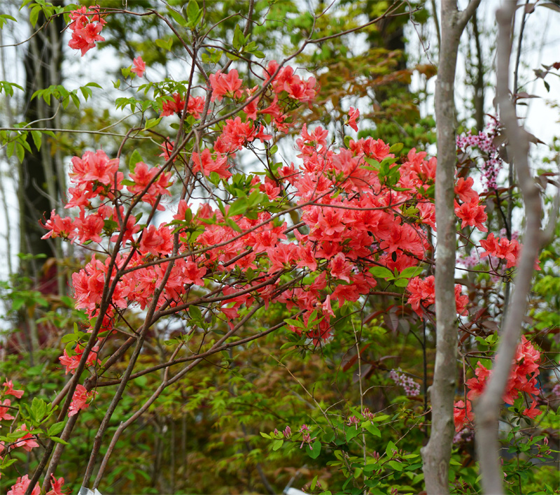 山採り自然樹形ヤマツツジ販売 秋元園芸