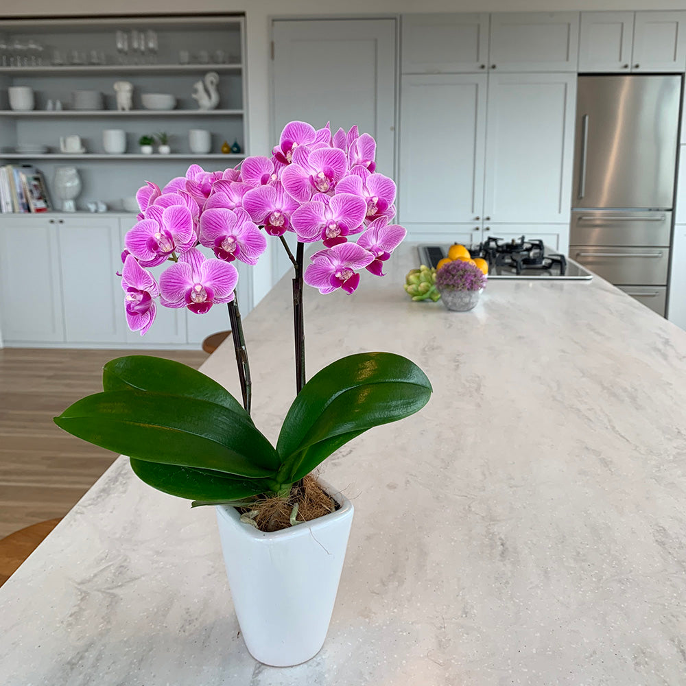 専用 淡いピンクの2本立ち胡蝶蘭 山茶花アレンジ クレイフラワー 花後