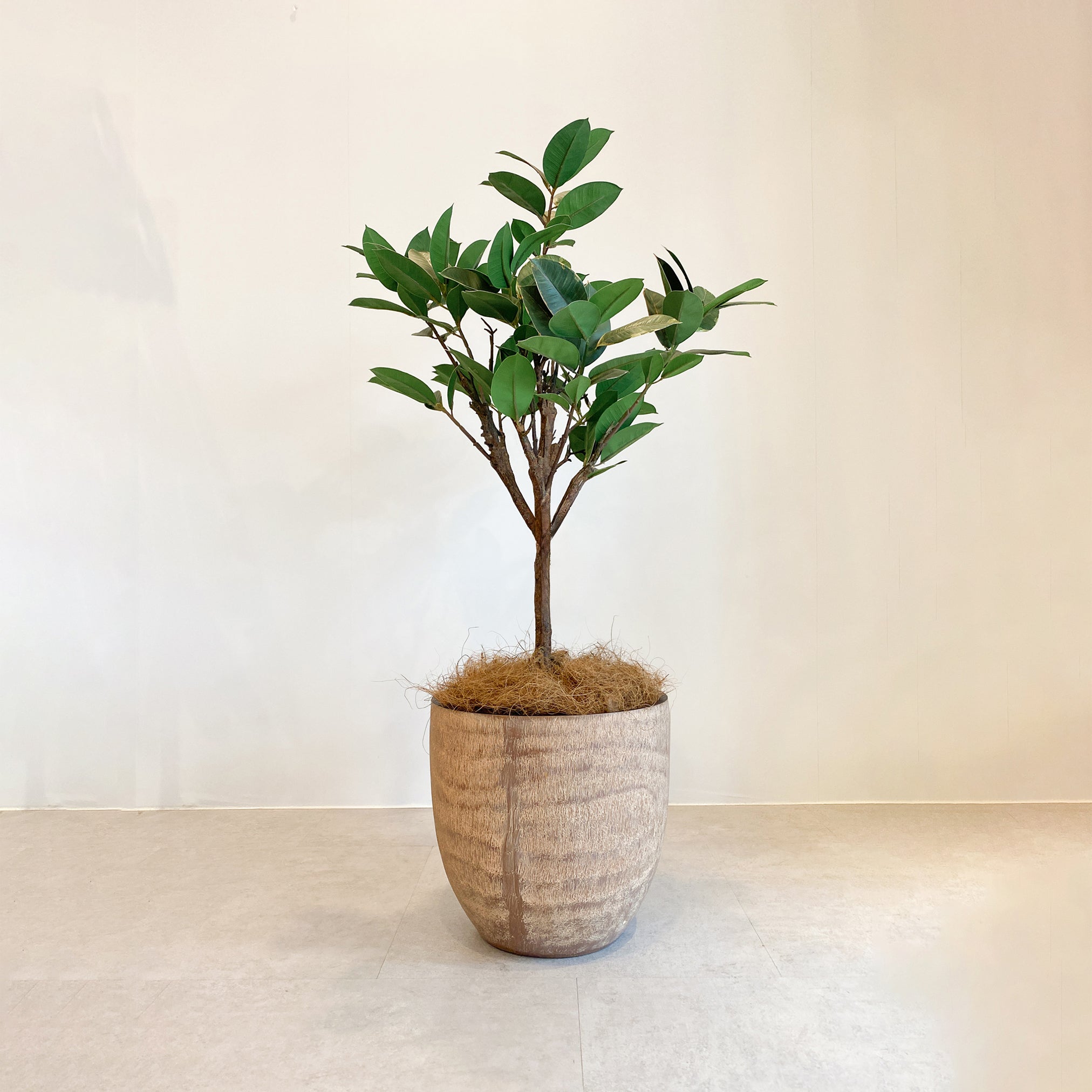 ゴムの木 85cm - フェイクグリーン専用通販サイト – フェイクグリーン