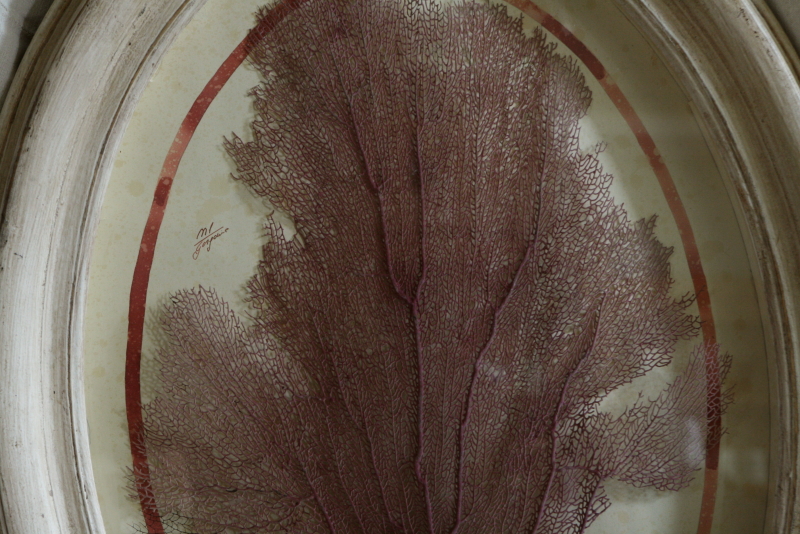 アンティーク標本 貝 珊瑚 海藻 アートフレーム イタリアフィレンツェ