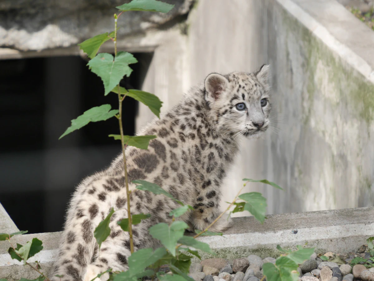 ゆっちゃんのカメラ日記 vol.6 ユキヒョウの赤ちゃんスペシャル