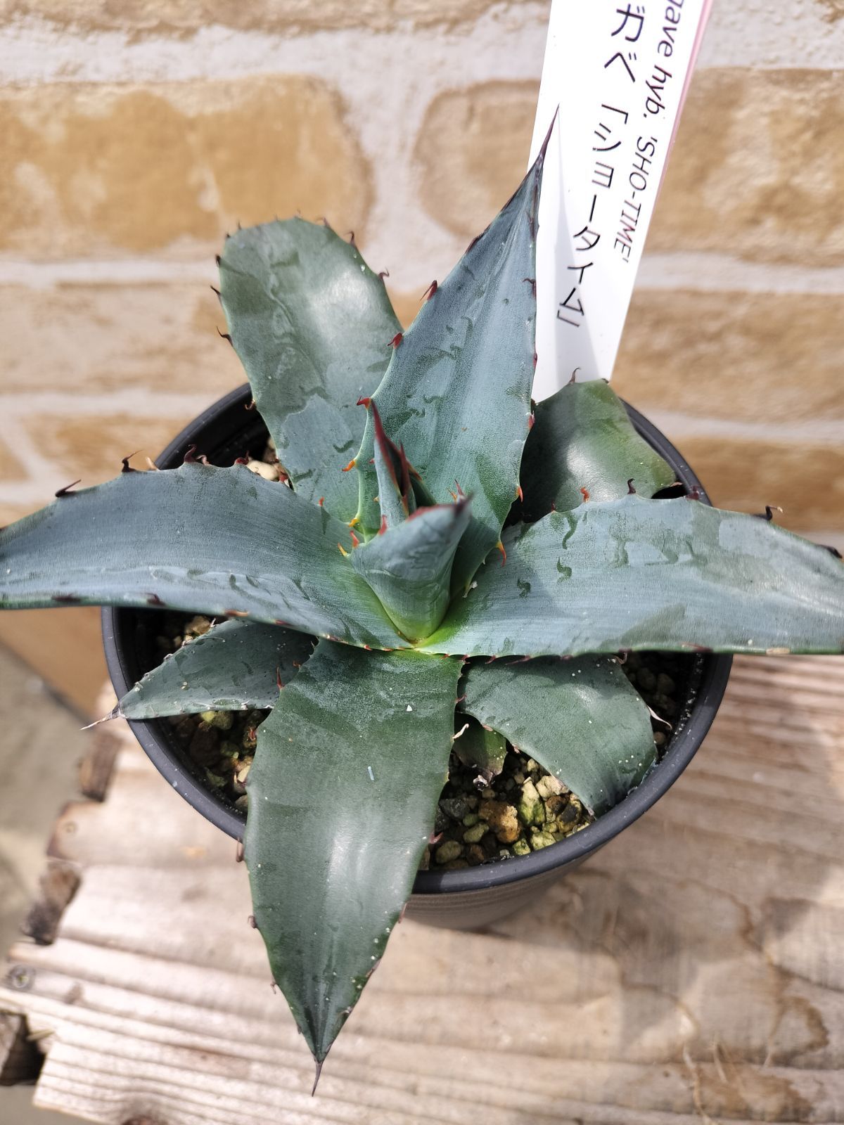 アガベ・ショータイム - メルカリ