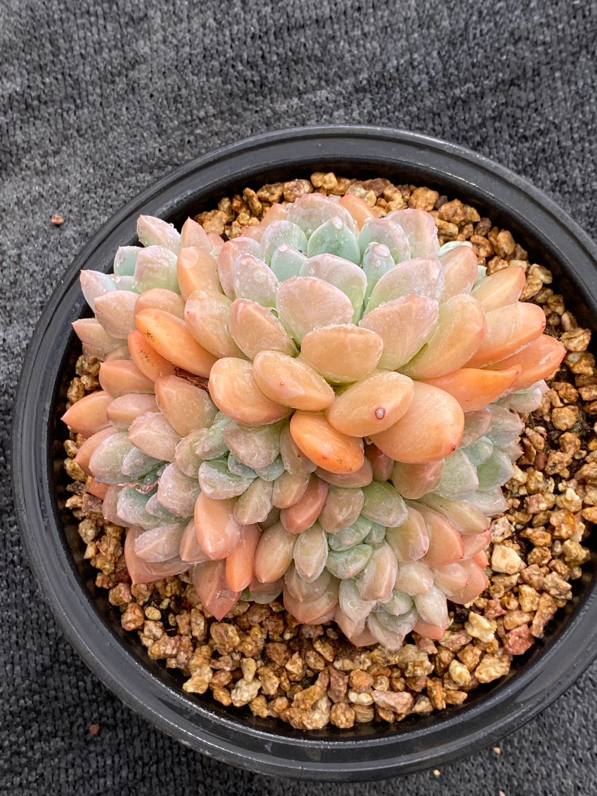 105株 B41-1多肉植物 エケベリア 粉月影 サボテン 観葉植物 花 園芸 レア種