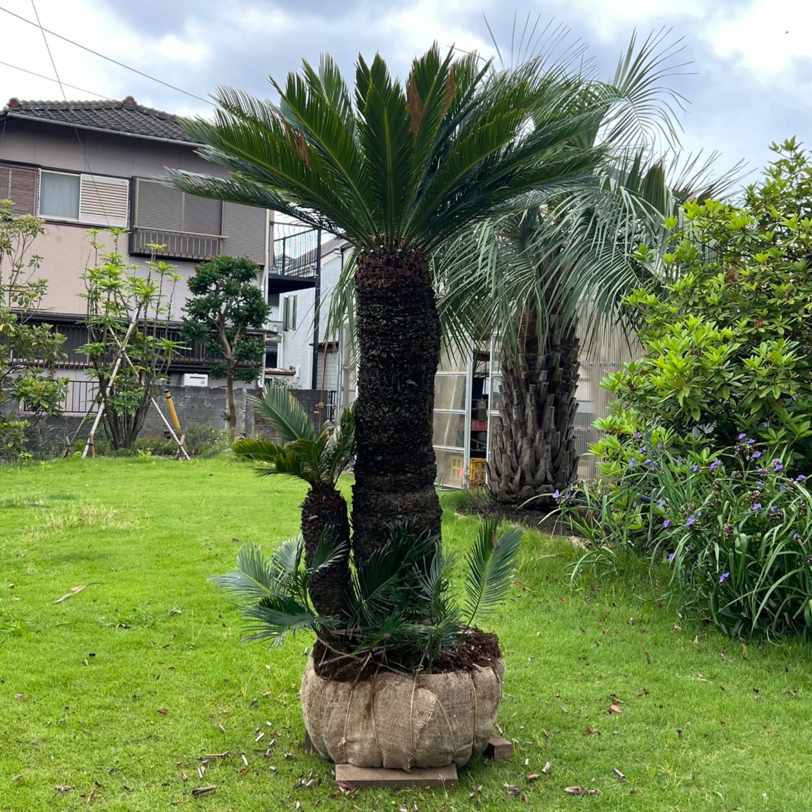 ダブルヘッド】ソテツ - メルカリ