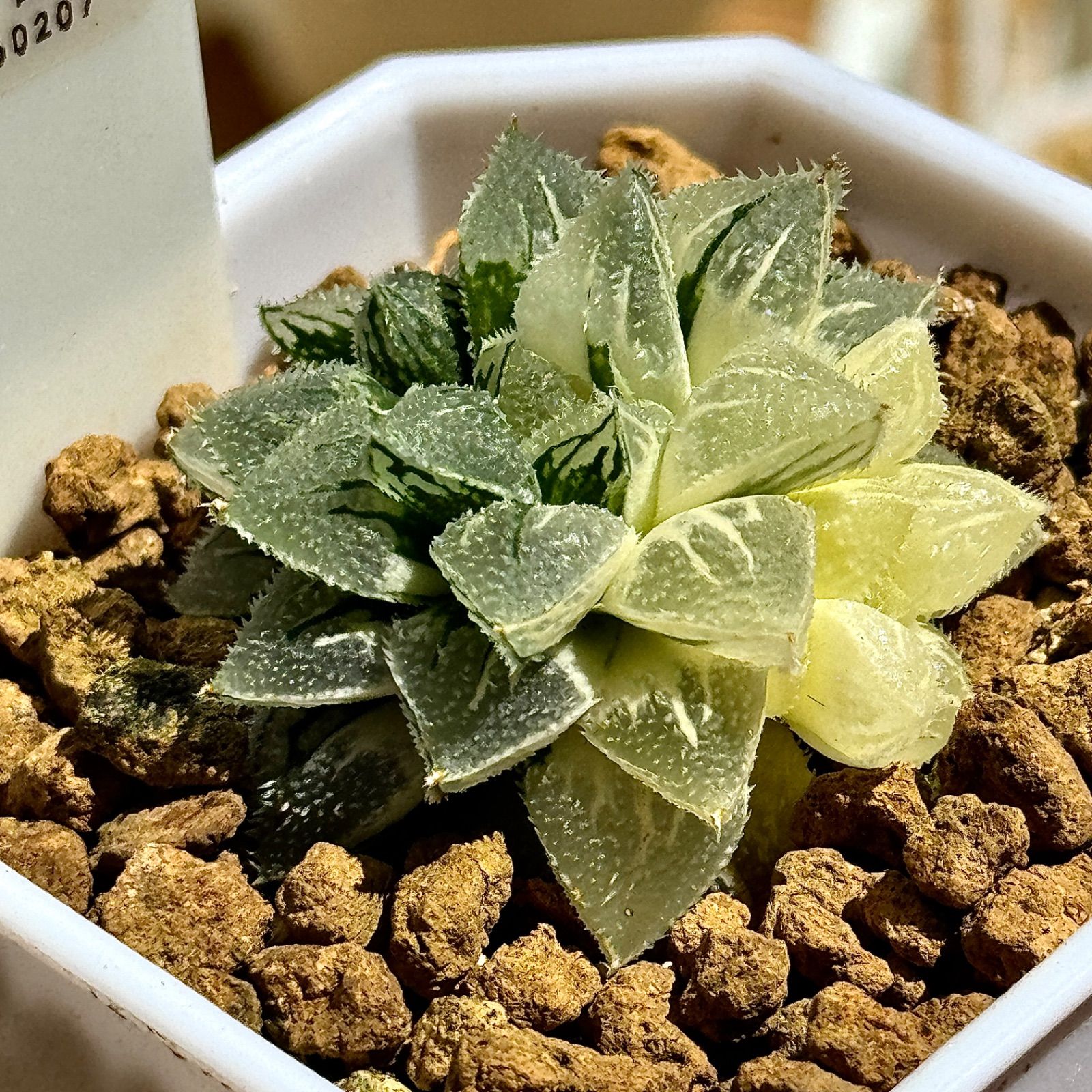 多肉植物 観葉植物 ハオルチア ハオルシア 新氷砂糖錦群生 極上斑