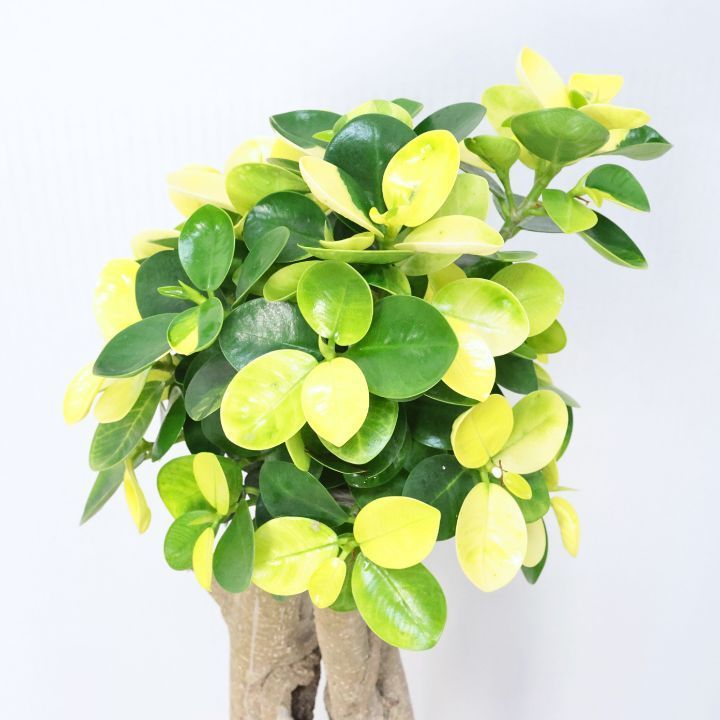 黄斑入り パンダガジュマル ドワーフ 気根仕立て 高さ約89cm 7号鉢