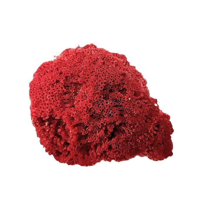 サンゴ 置物 サンゴ礁 珊瑚礁 パイプオルガン珊瑚 珊瑚 サンゴ 赤珊瑚