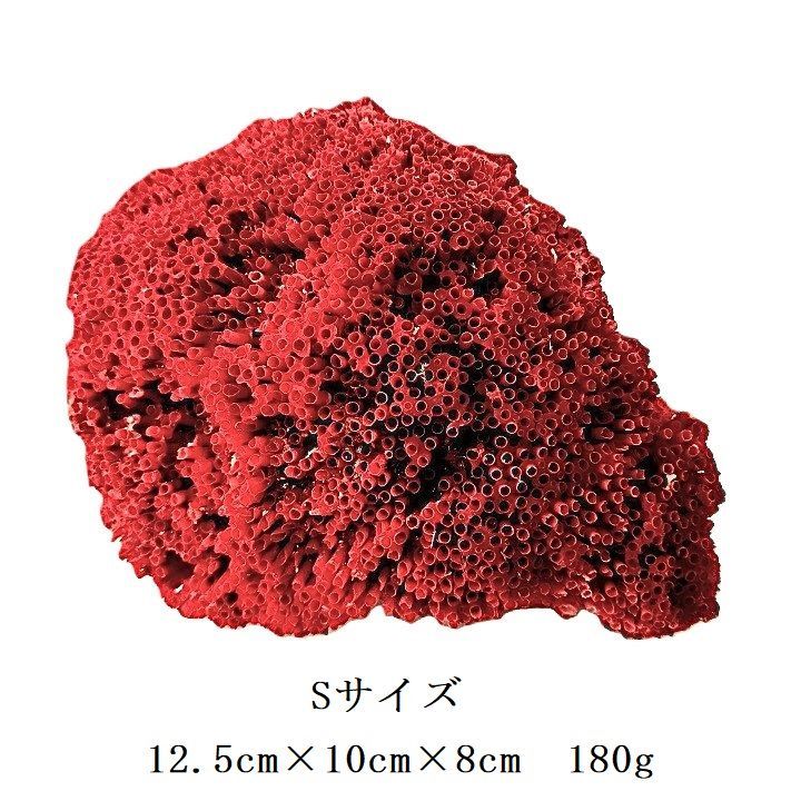 サンゴ 置物 サンゴ礁 珊瑚礁 パイプオルガン珊瑚 珊瑚 サンゴ 赤珊瑚