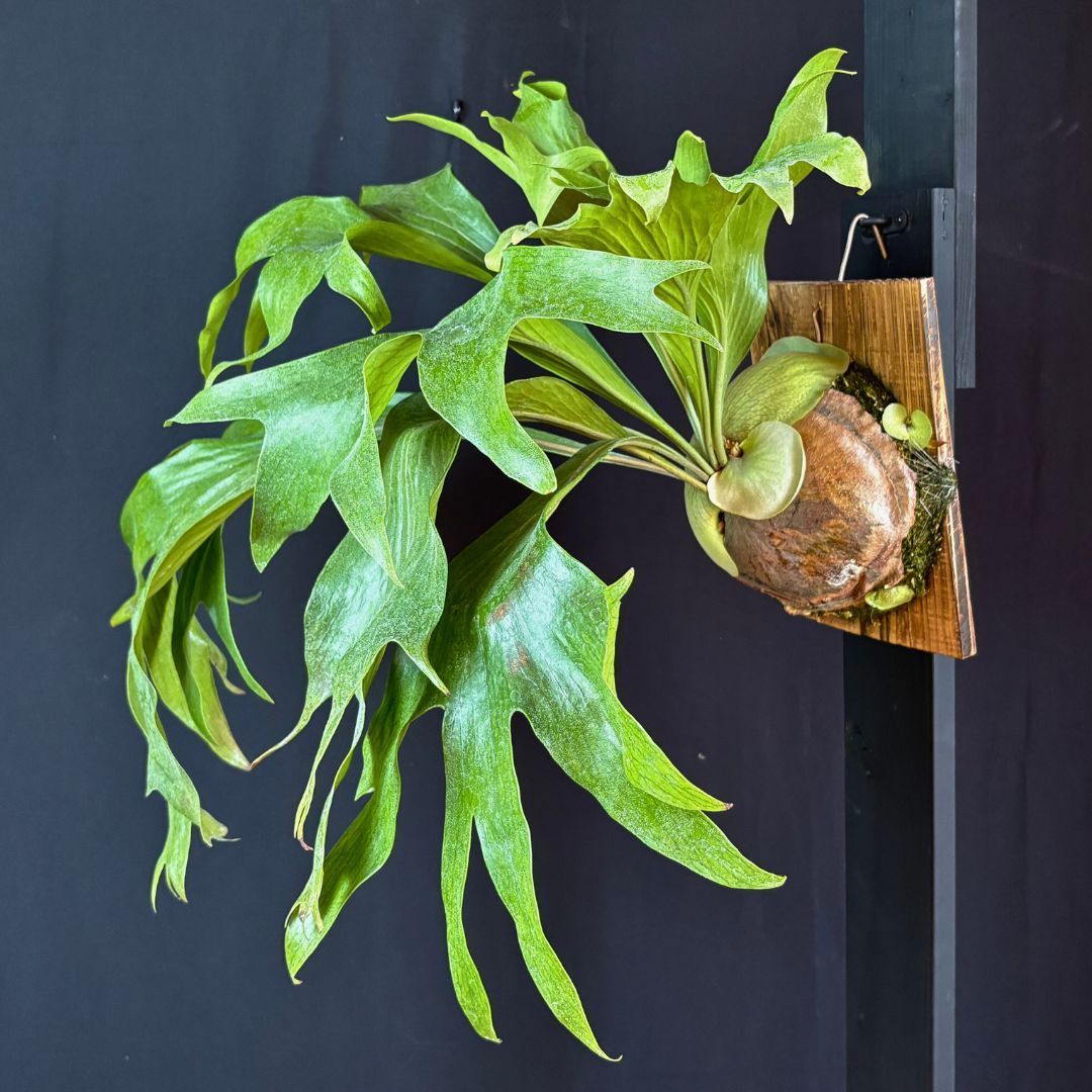 P. hilllii Fujin ヒリー 風神 子株付き☆ビカクシダ（コウモリラン