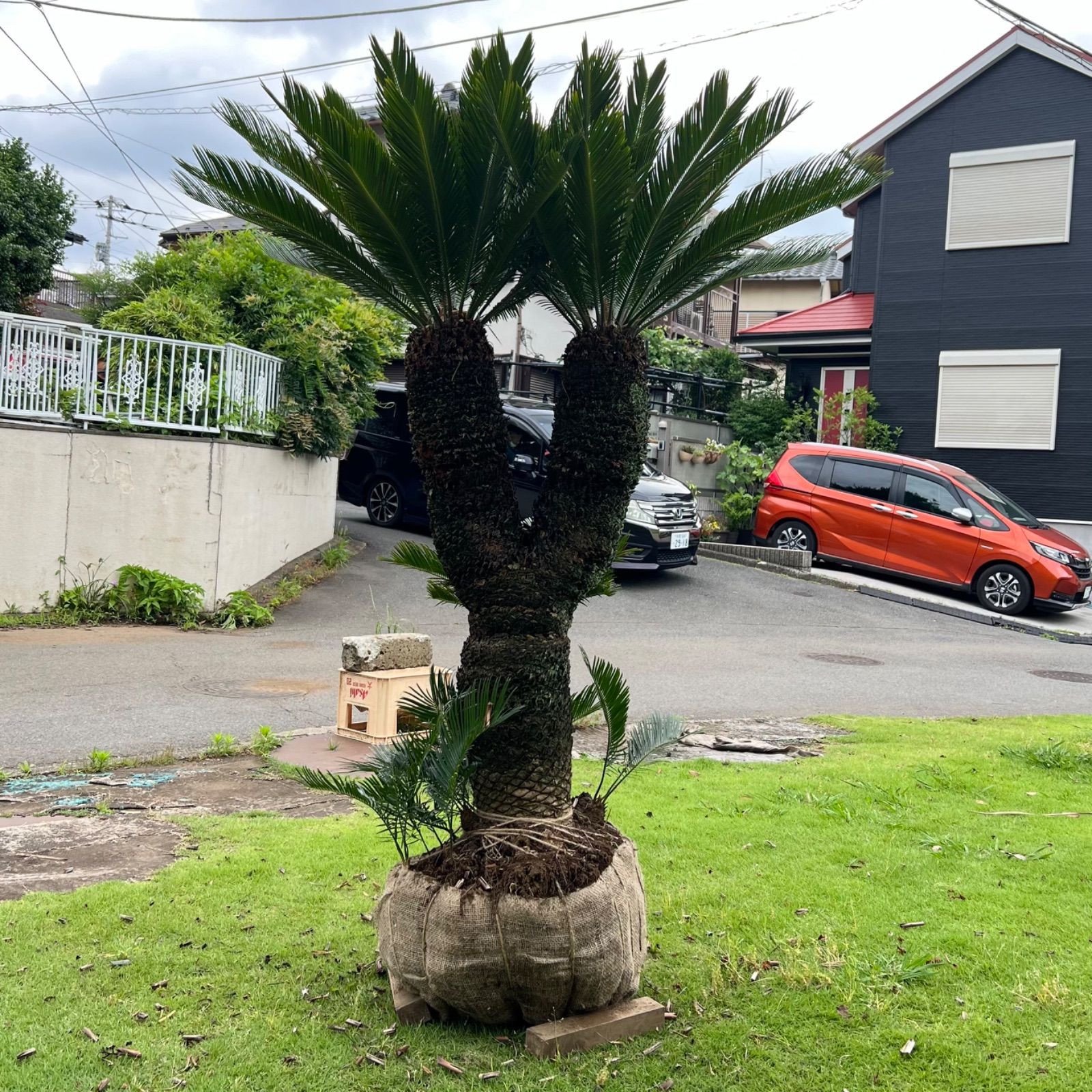 ダブルヘッド】ソテツ - メルカリ