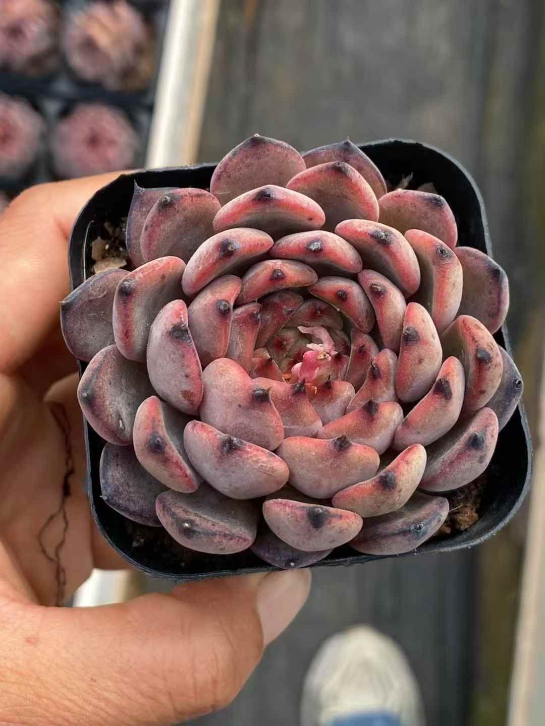 30株の抜き苗セット】スターライト・ジェニー 多肉植物 佐川急便発送