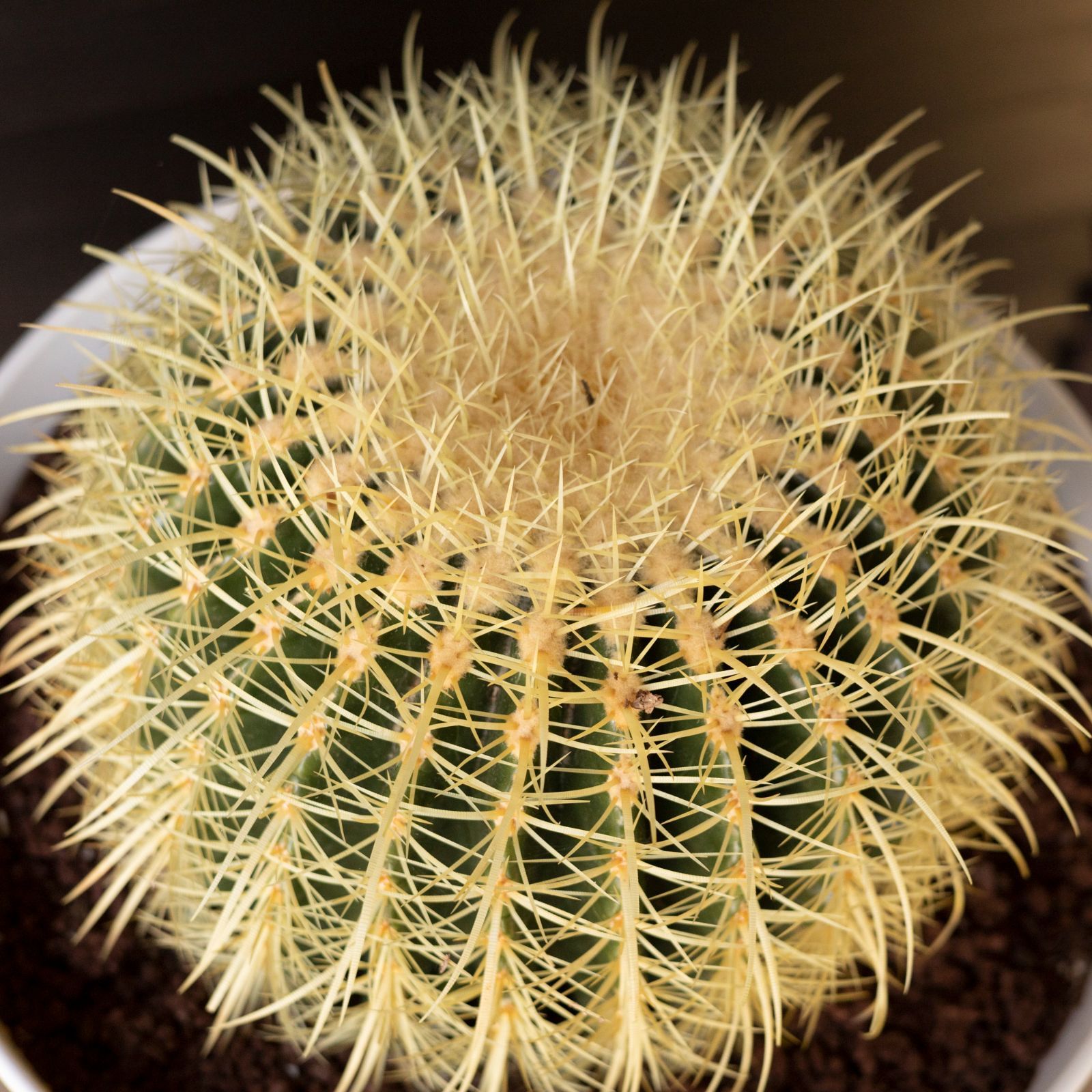 36cm 金鯱 サボテン 特大 12号 多肉植物 ドライガーデン 金シャチ