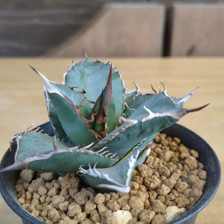 アガベ チタノタ ブラックドラゴン 活着株鉢ごと発送 アガベブラック