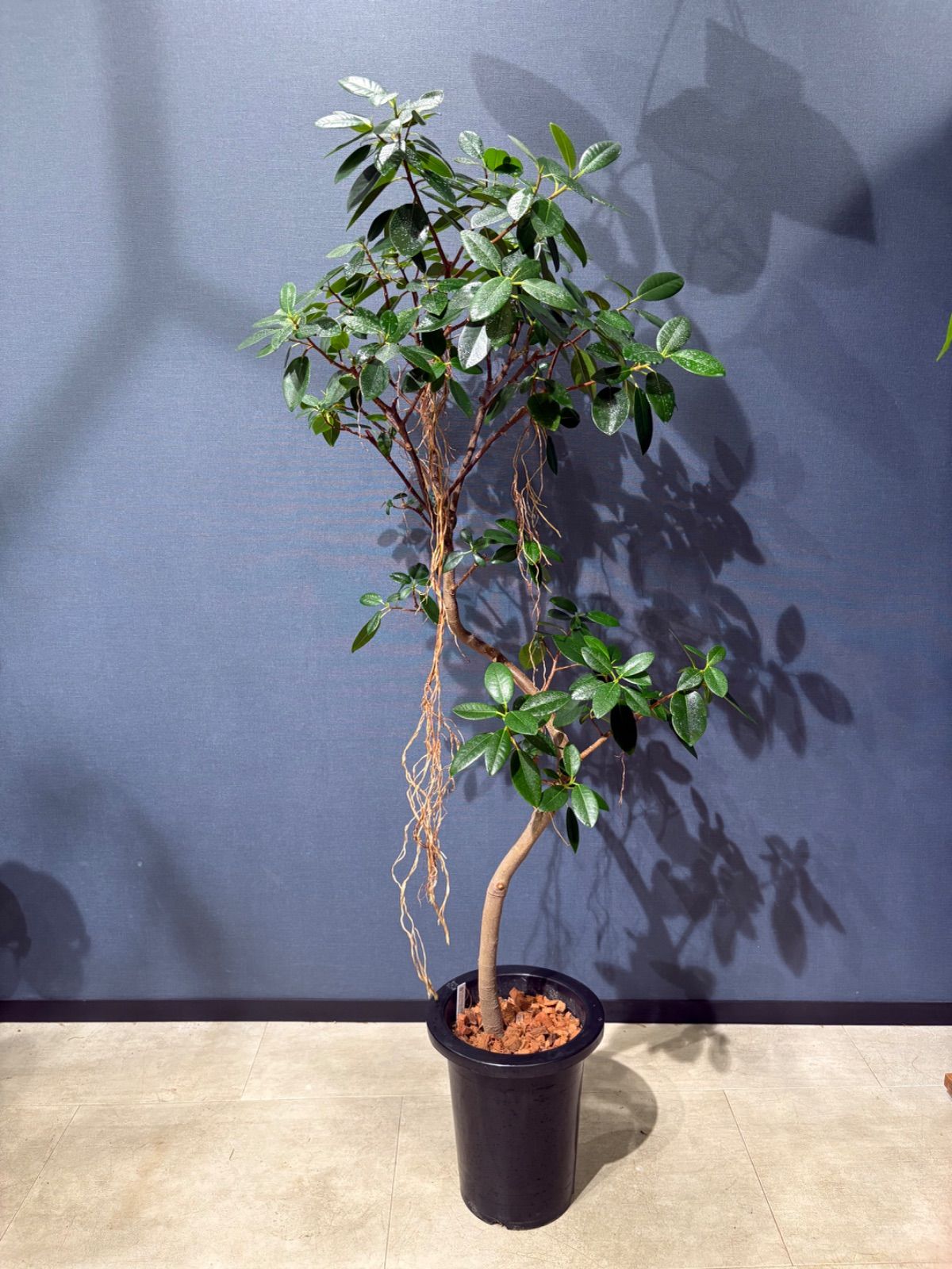 引取☆フランスゴムノキ 8号 観葉植物 ルビギノーサ フランスゴムの木