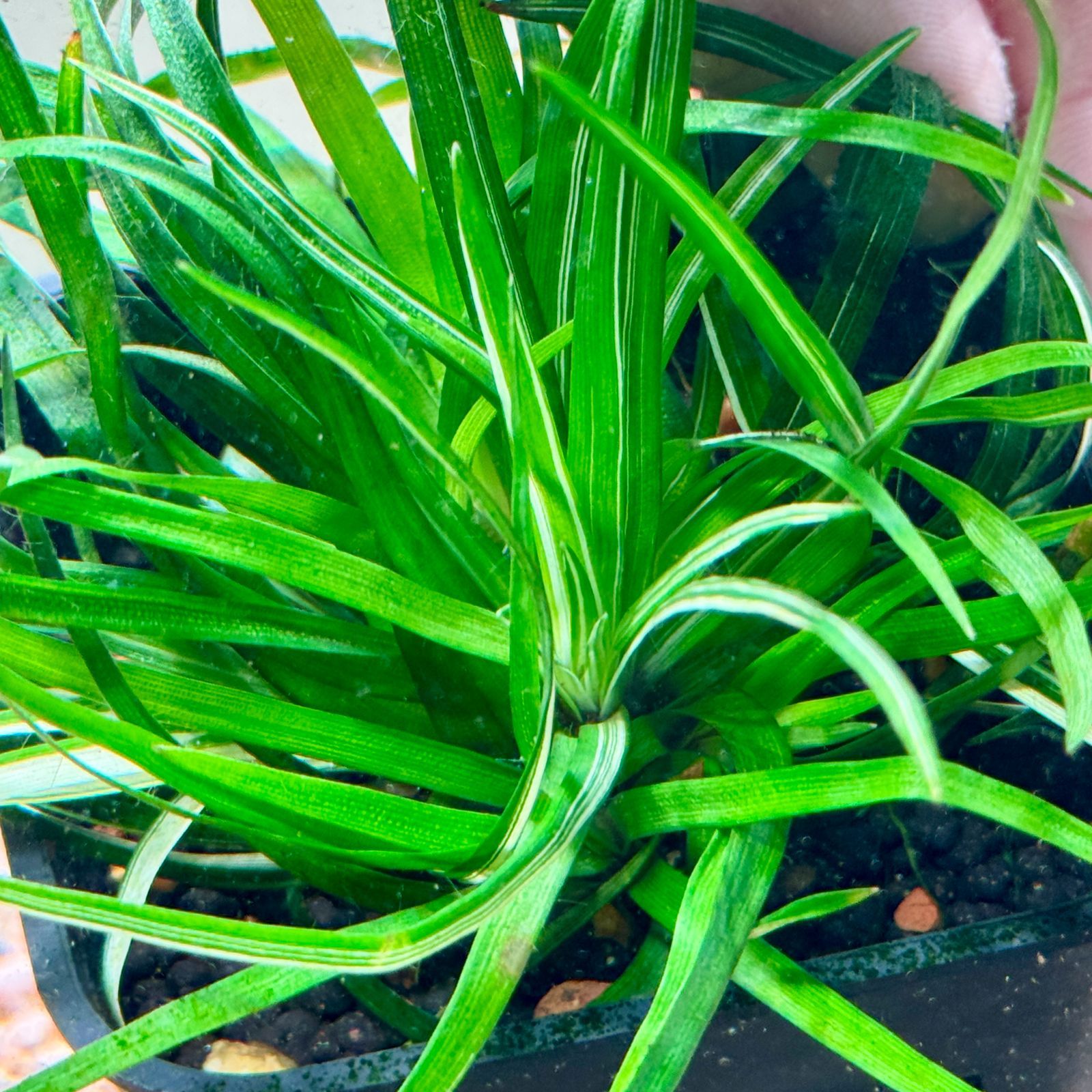 限定2株】 ホシクサ・クチホワイト 水中葉1株 アクアリウム 水草