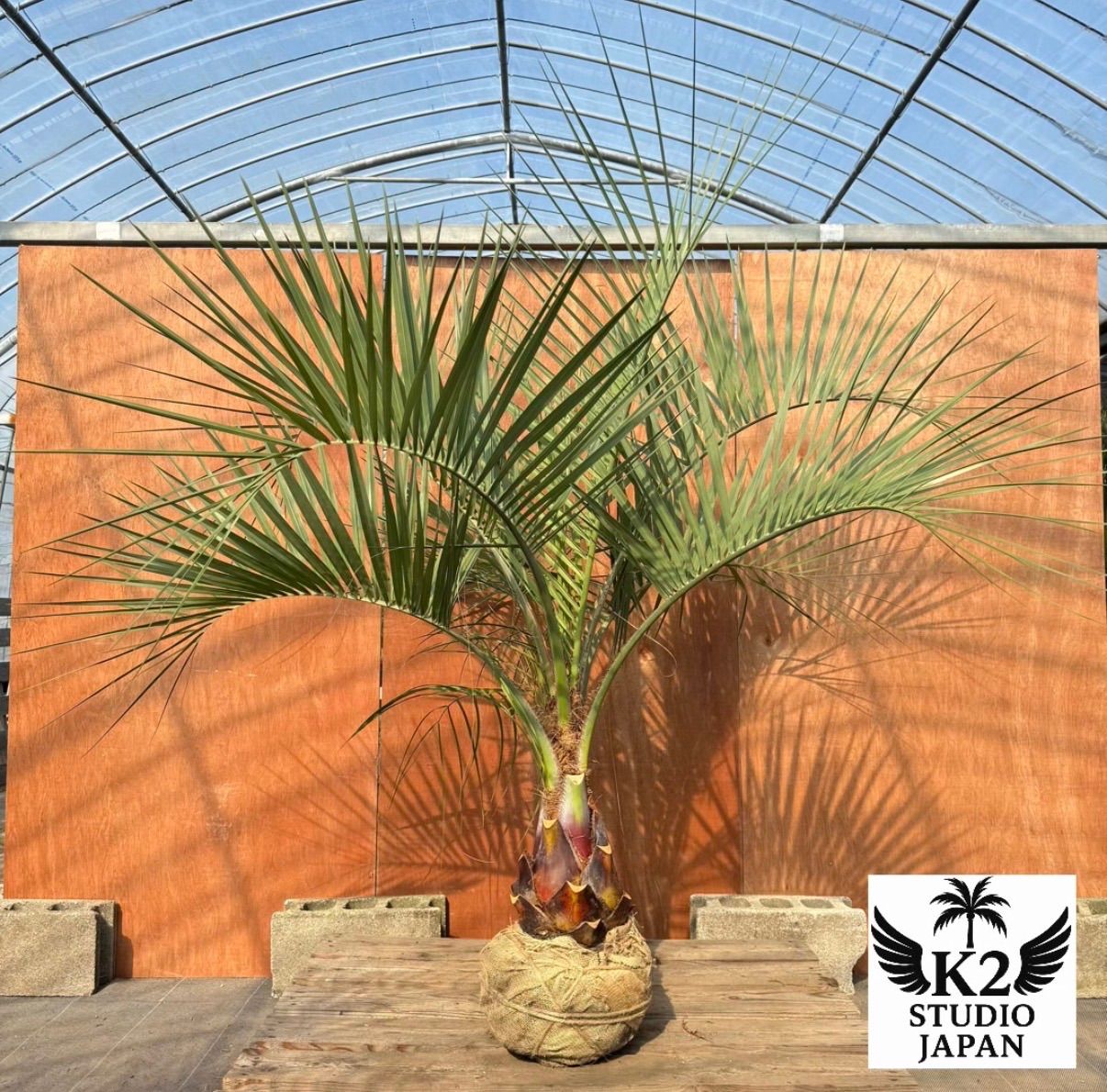 お庭がリゾートに🌴ココスヤシ【幹太60cm／葉先160cm】シルバーリーフ