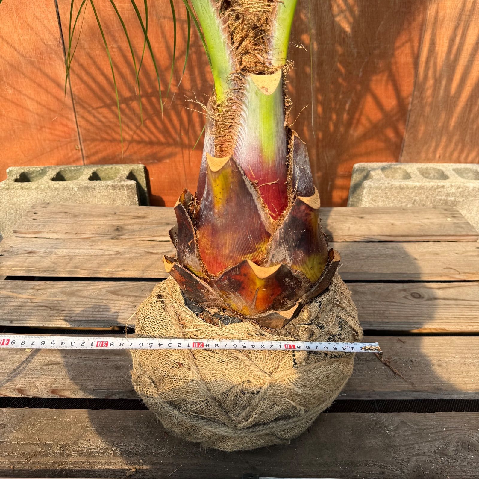 お庭がリゾートに🌴ココスヤシ【幹太60cm／葉先160cm】シルバーリーフ