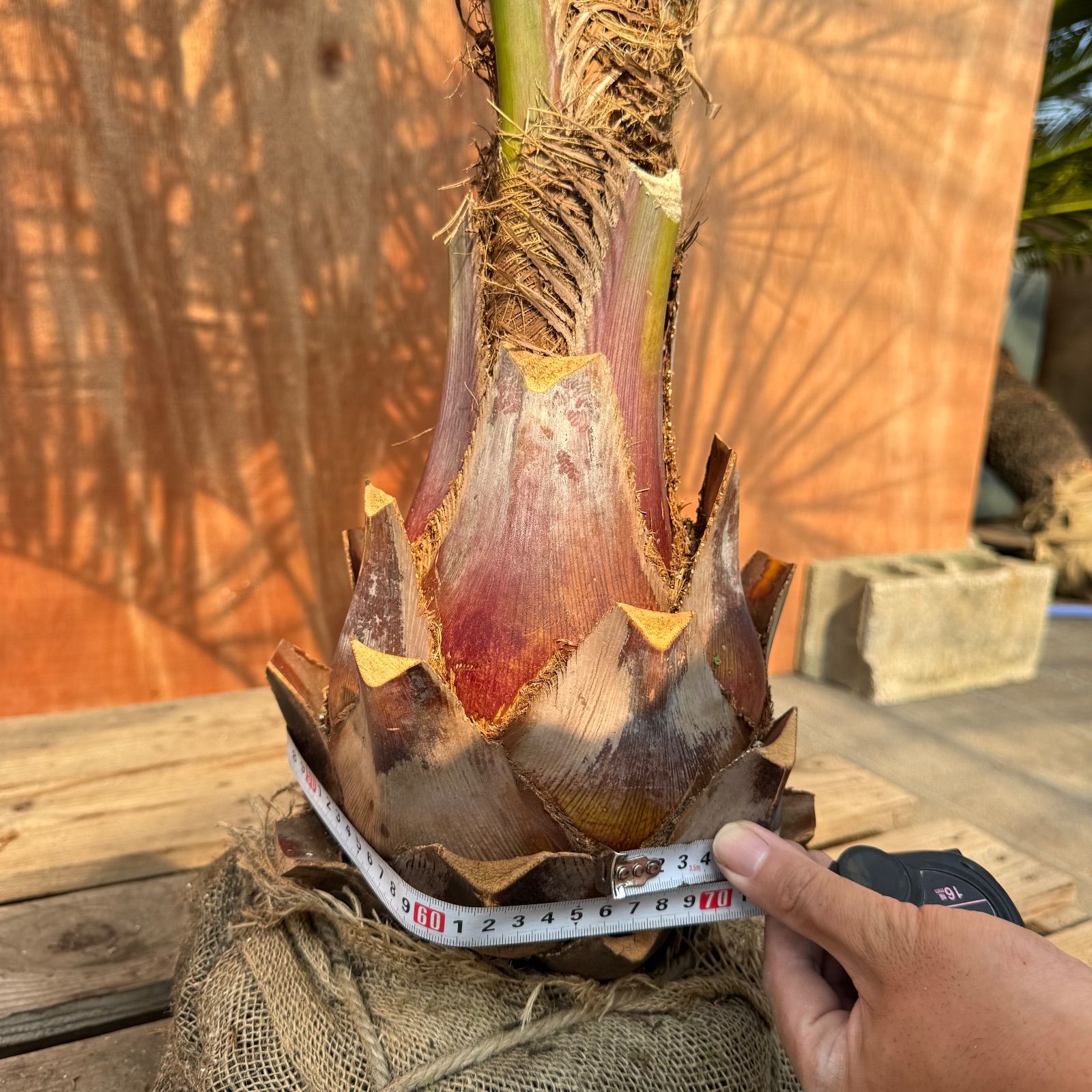 I*@様 ココスヤシシルバーリーフ【極太】葉先200cm幹回り70cm 幹高30