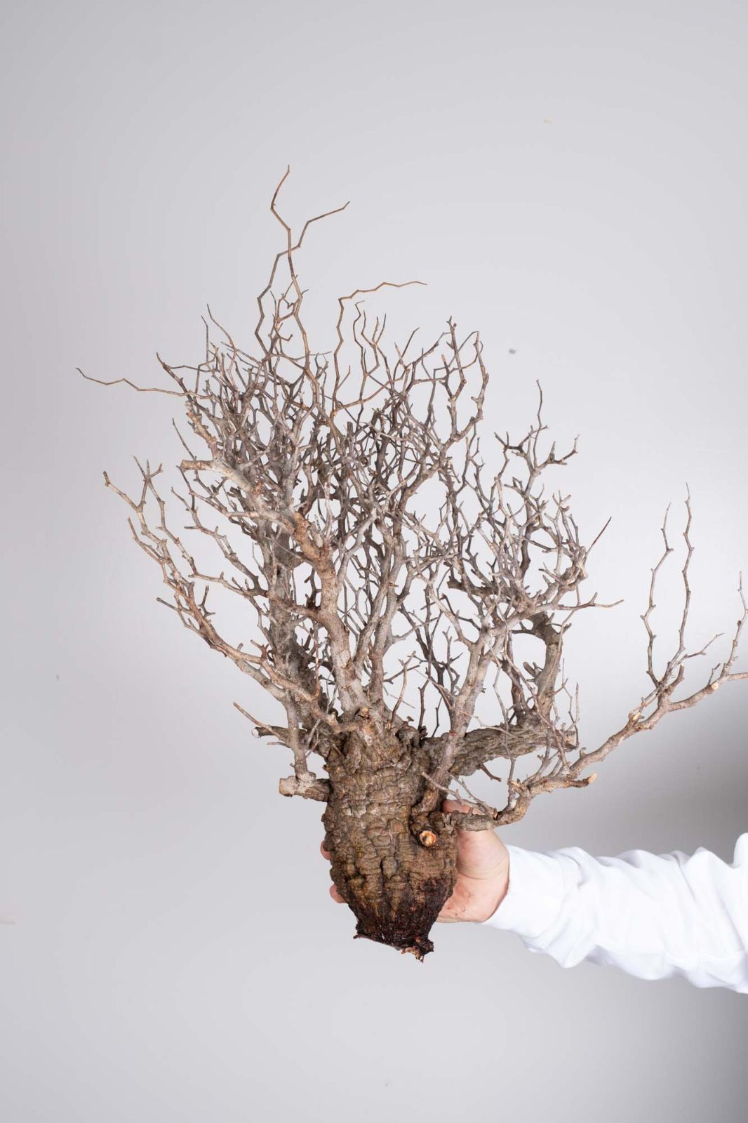 LP71 オペルクリカリア パキプス コーデックス ベアルート株 LP71