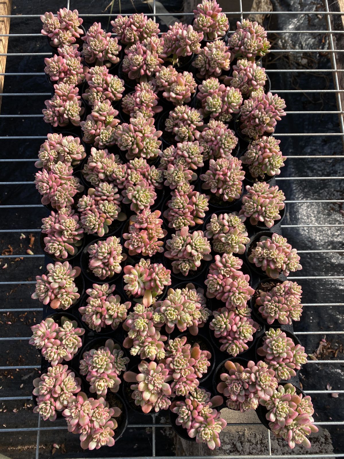 限定年末セール タロック錦 ZZ145×54苗 土鉢付き 多肉植物