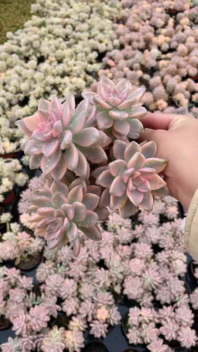 新規オープン記念 アワユキ錦×15株 多肉植物 抜き苗 エケベリア セダム