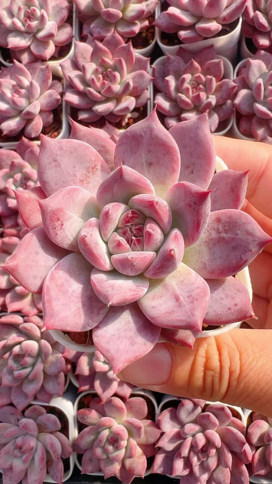 発売中 トフィー 50株セット 抜き苗 美苗 エケベリア 多肉植物 佐川