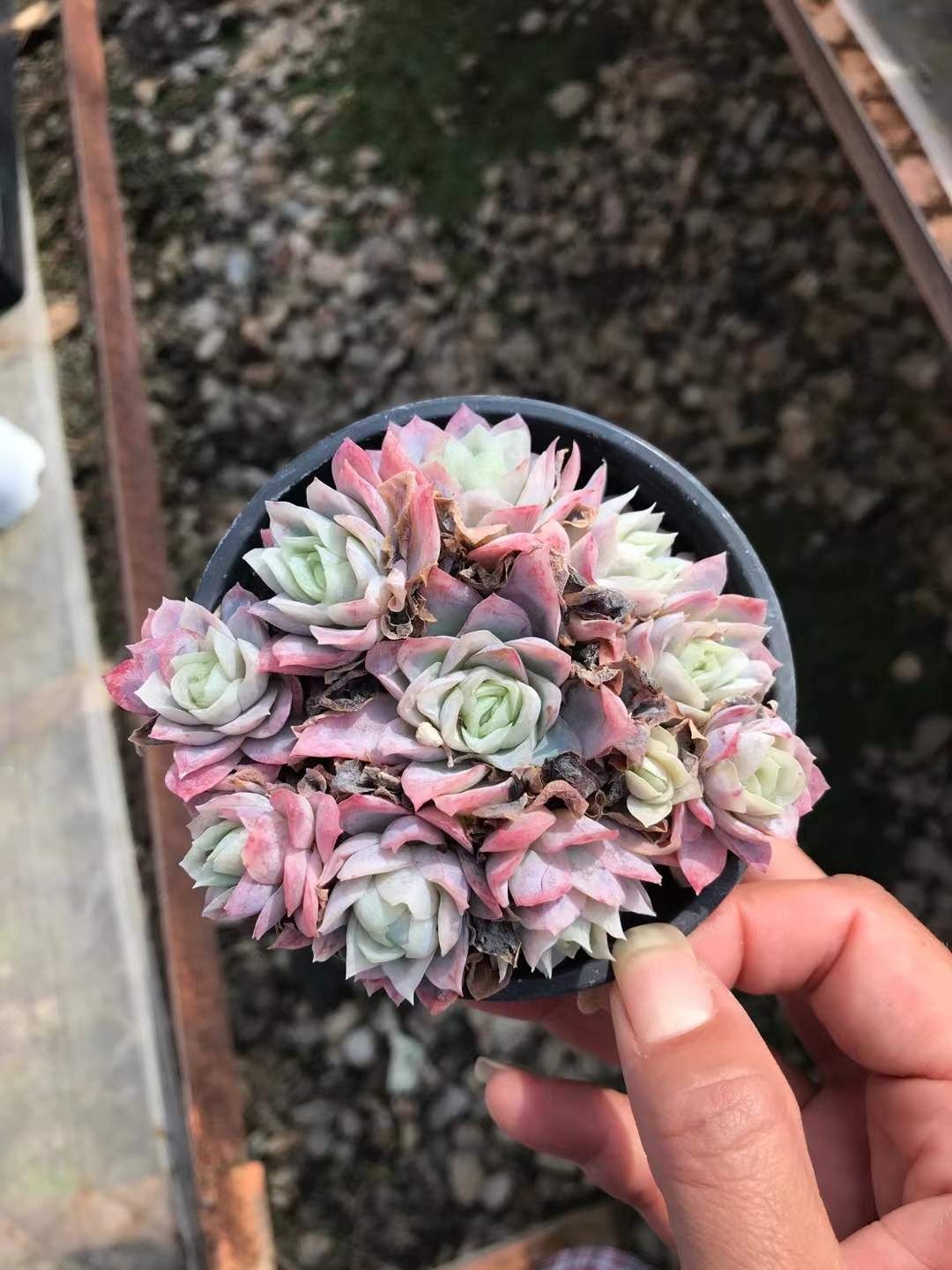 多肉植物 Z1208 クイーンローズニシキ 18株 抜き苗 エケベリア セダム