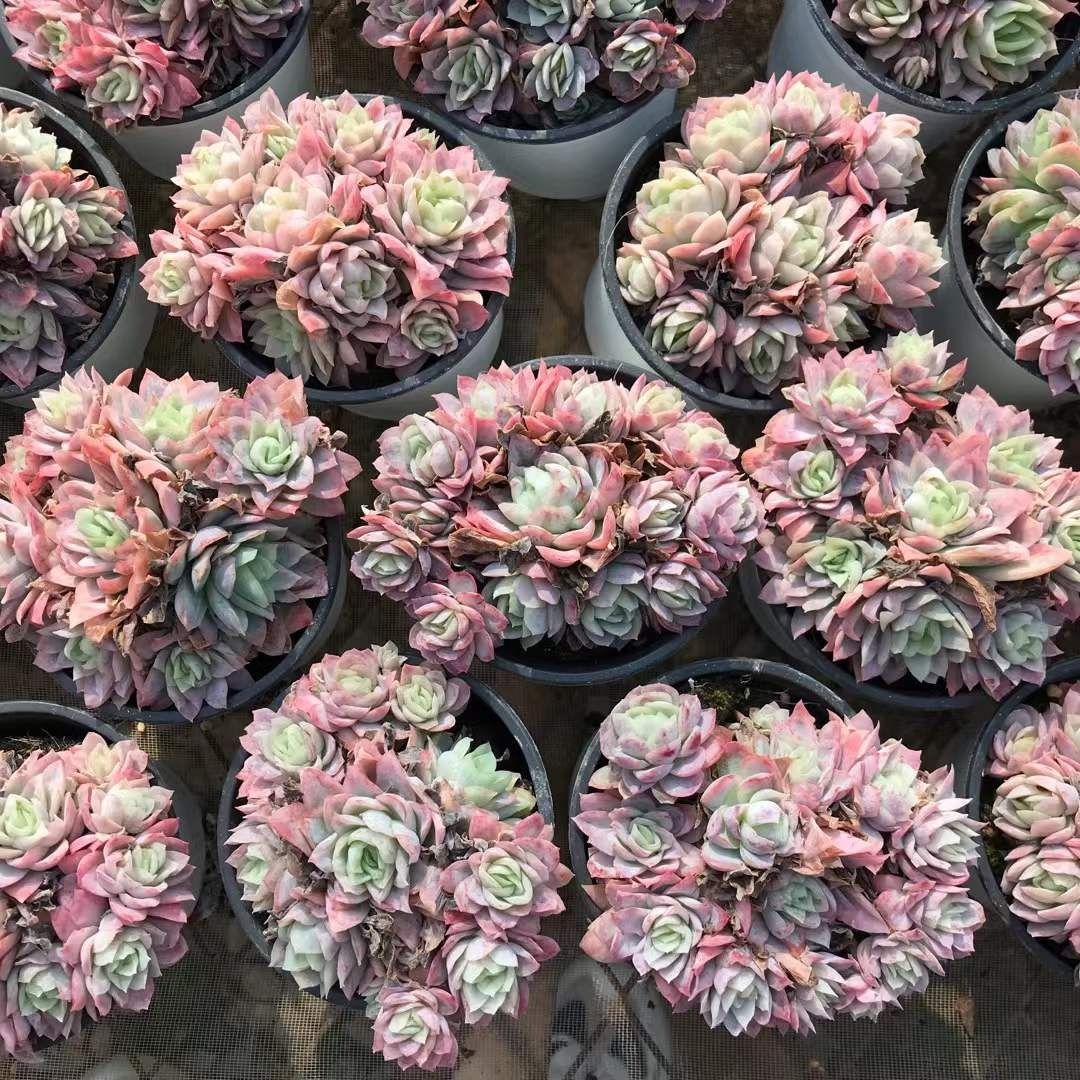 多肉植物 Z1208 クイーンローズニシキ 18株 抜き苗 エケベリア セダム