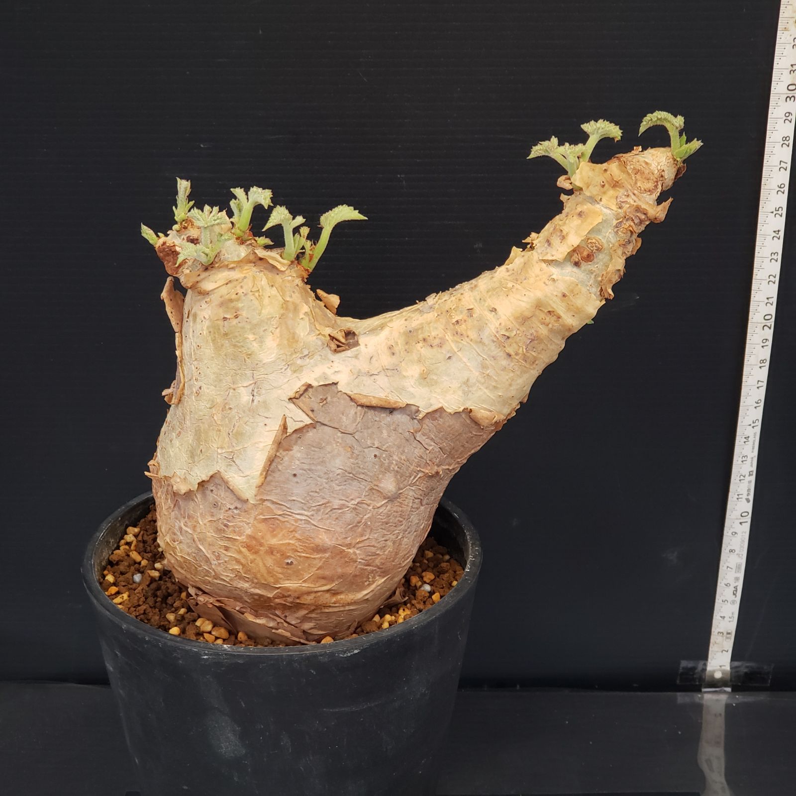 まん丸大美株】キフォステンマ マクロプス 発根済 コレクション株 現地