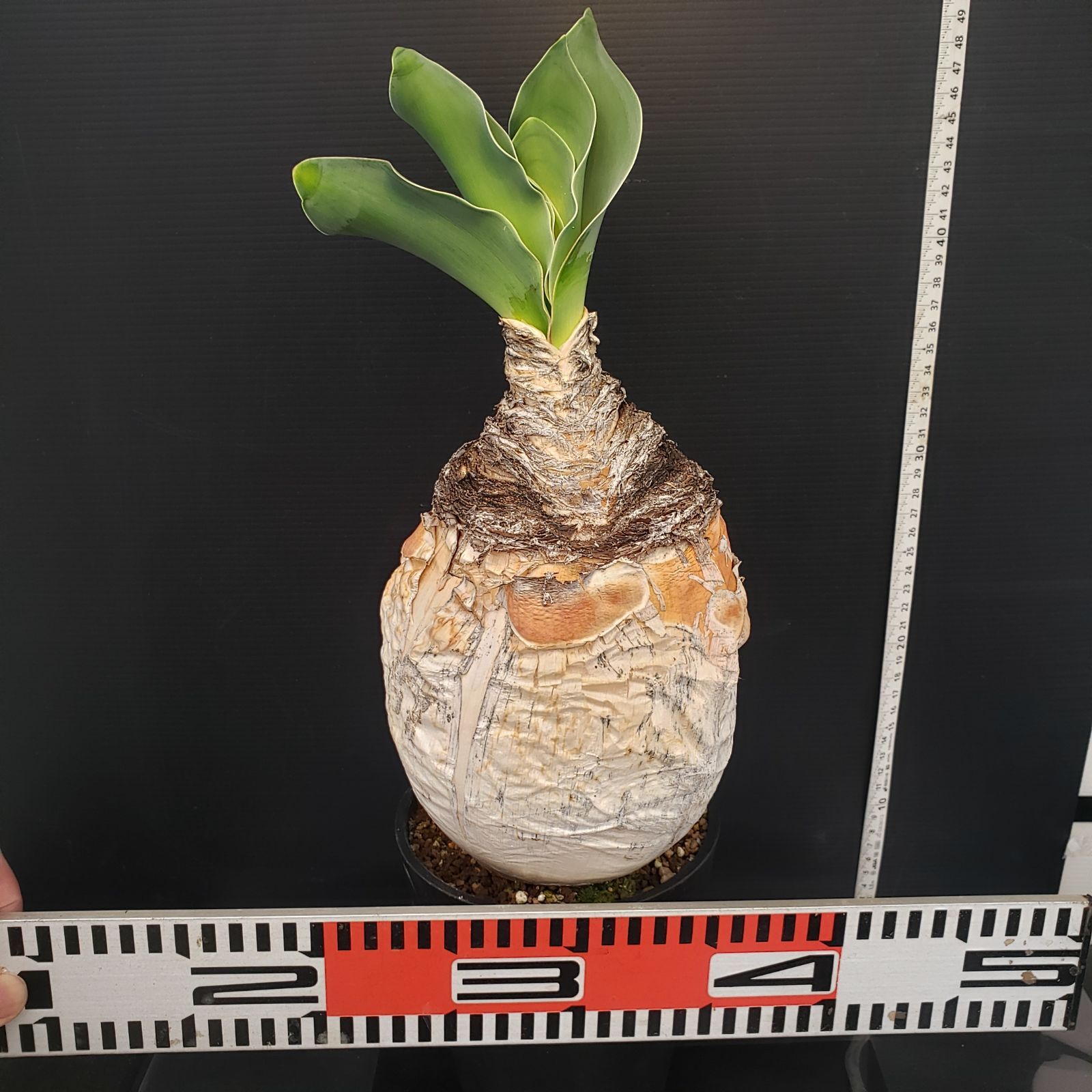 発根済 ブーファン ハエマンソイデス 現地株 検塊根植物 サボテン 発根