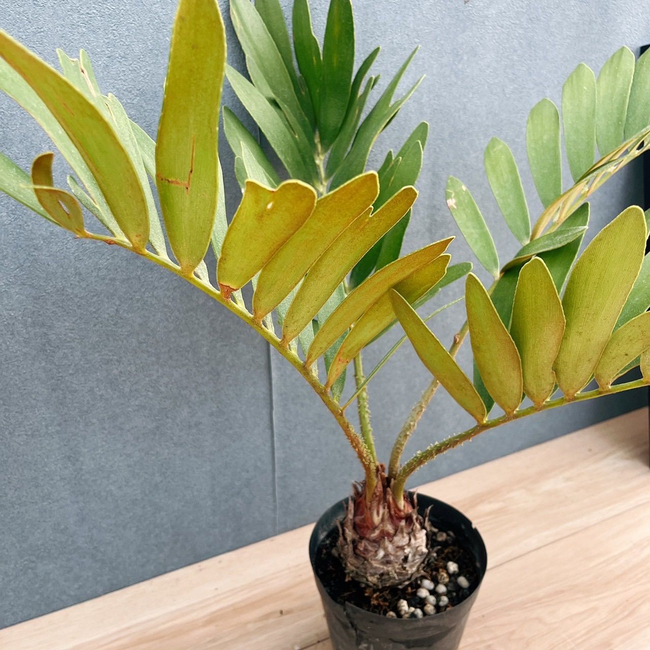 オマケ付き】ザミア フルフラセア 3頭株 鉢ごと発送 メキシコソテツ