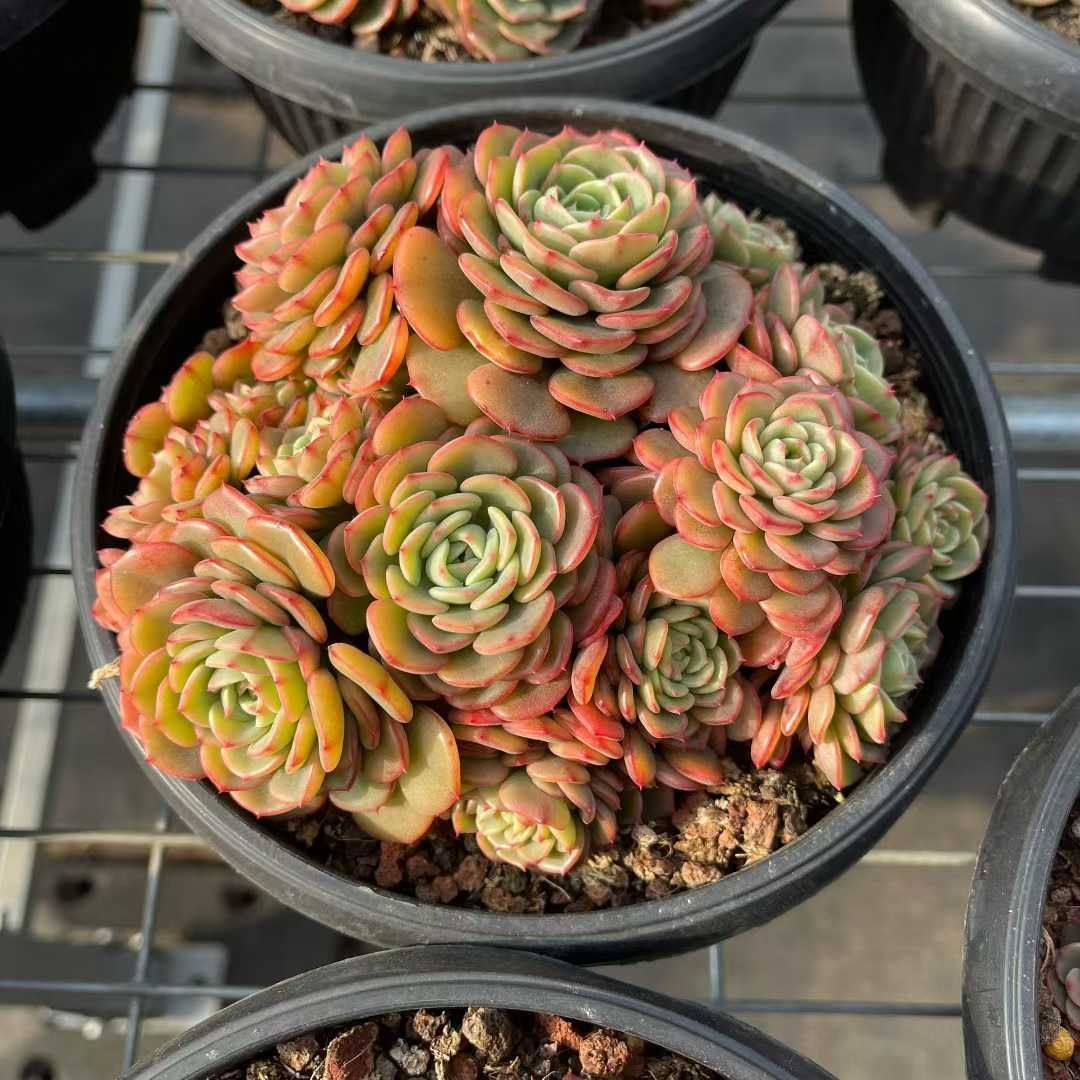 97.多肉植物 ボラピル 1450円【抜き苗】 97.多肉植物 ボラピル 1450円