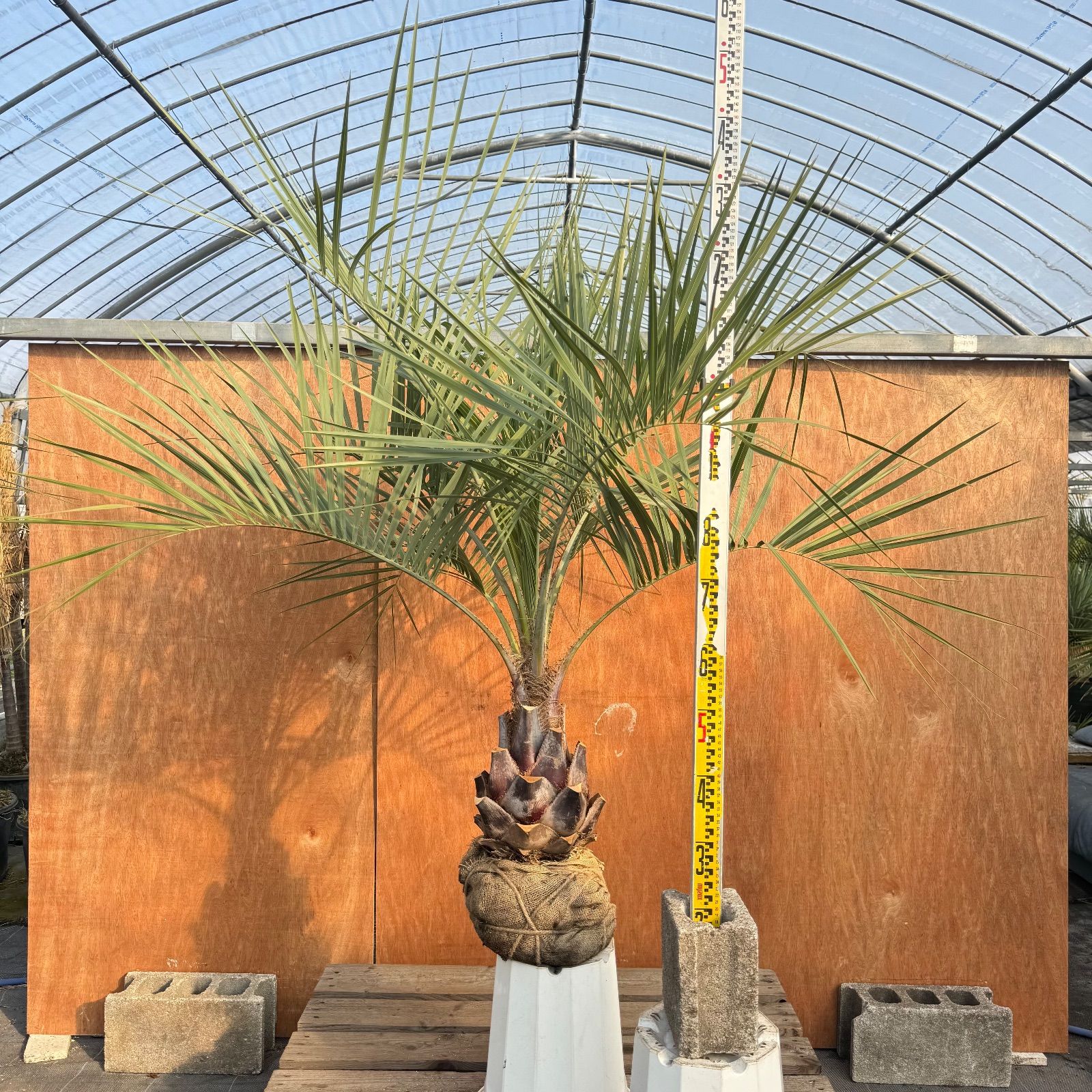 お庭がリゾートに🌴ココスヤシ【幹太70cm／葉先150cm】シルバーリーフ