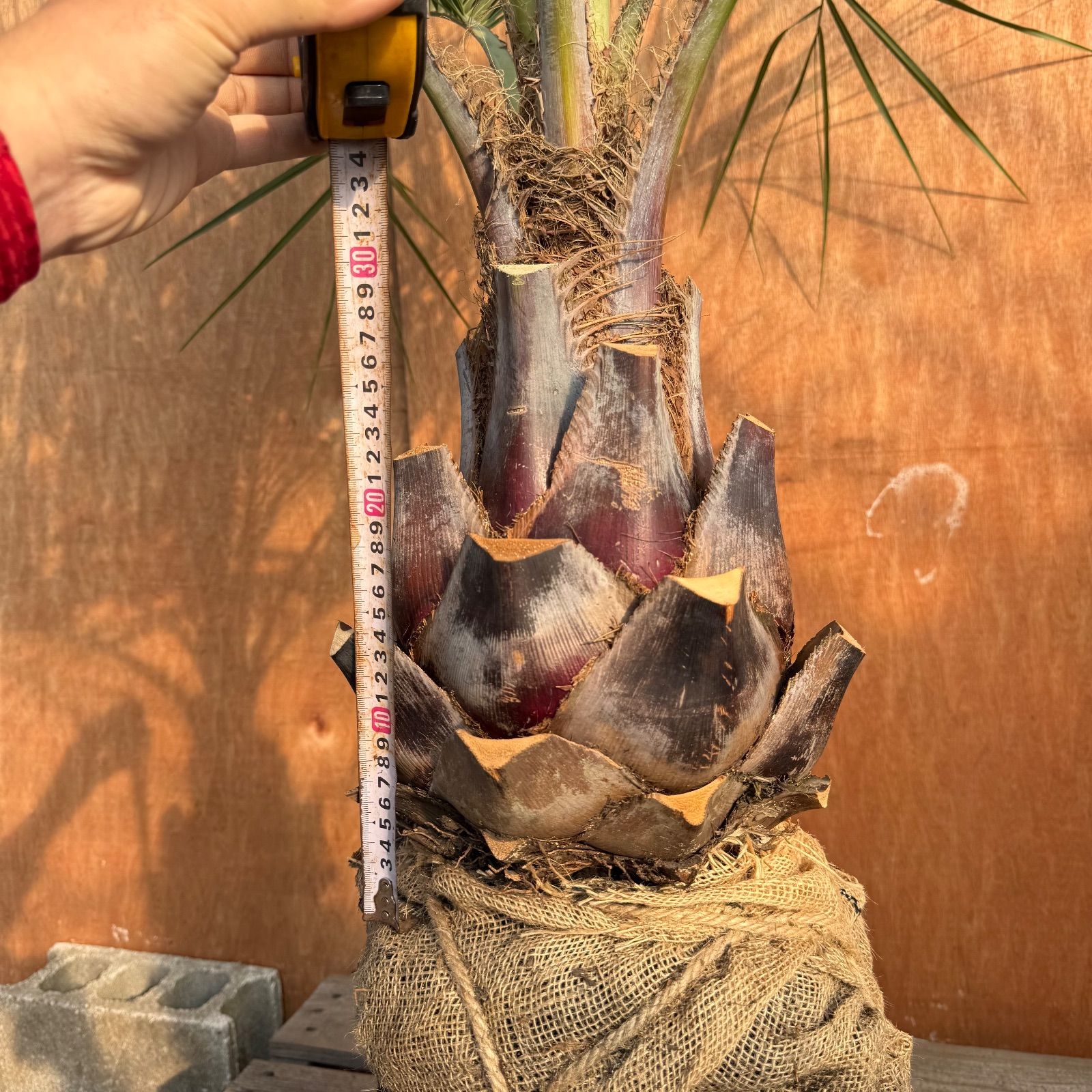 お庭がリゾートに🌴ココスヤシ【幹太70cm／葉先150cm】シルバーリーフ