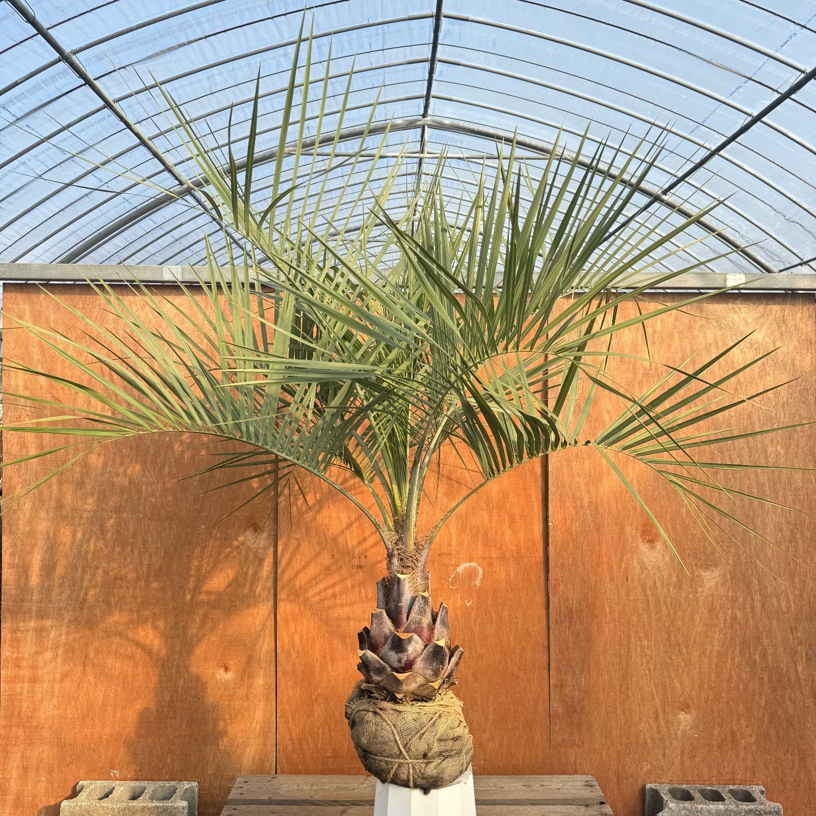 お庭がリゾートに🌴ココスヤシ【幹太70cm／葉先150cm】シルバーリーフ