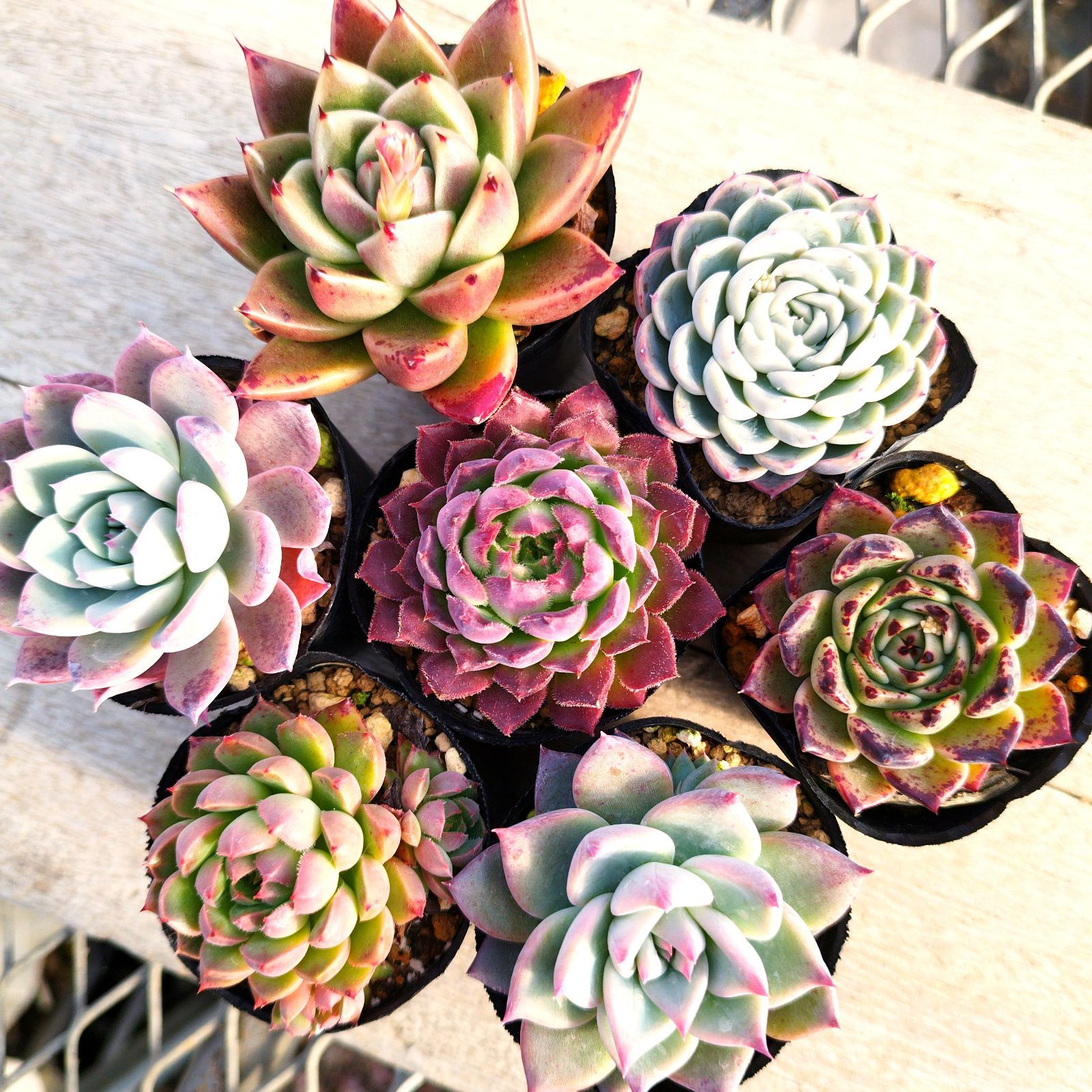 多肉植物 エケベリア 実生苗 7種セット om79 抜き苗 - メルカリ