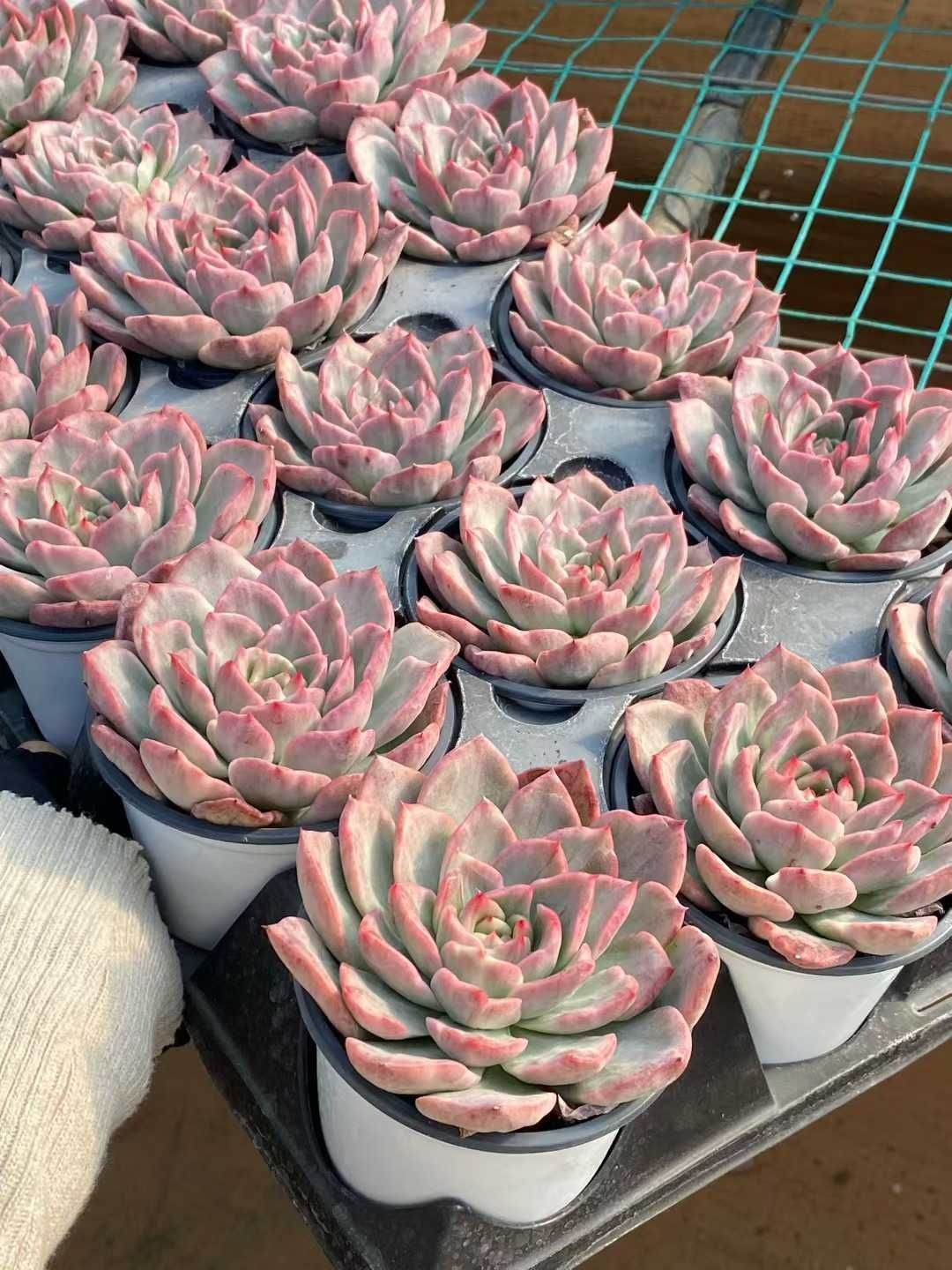 18株の抜き苗セット フロレアナニシキ 多肉植物 佐川急便発送