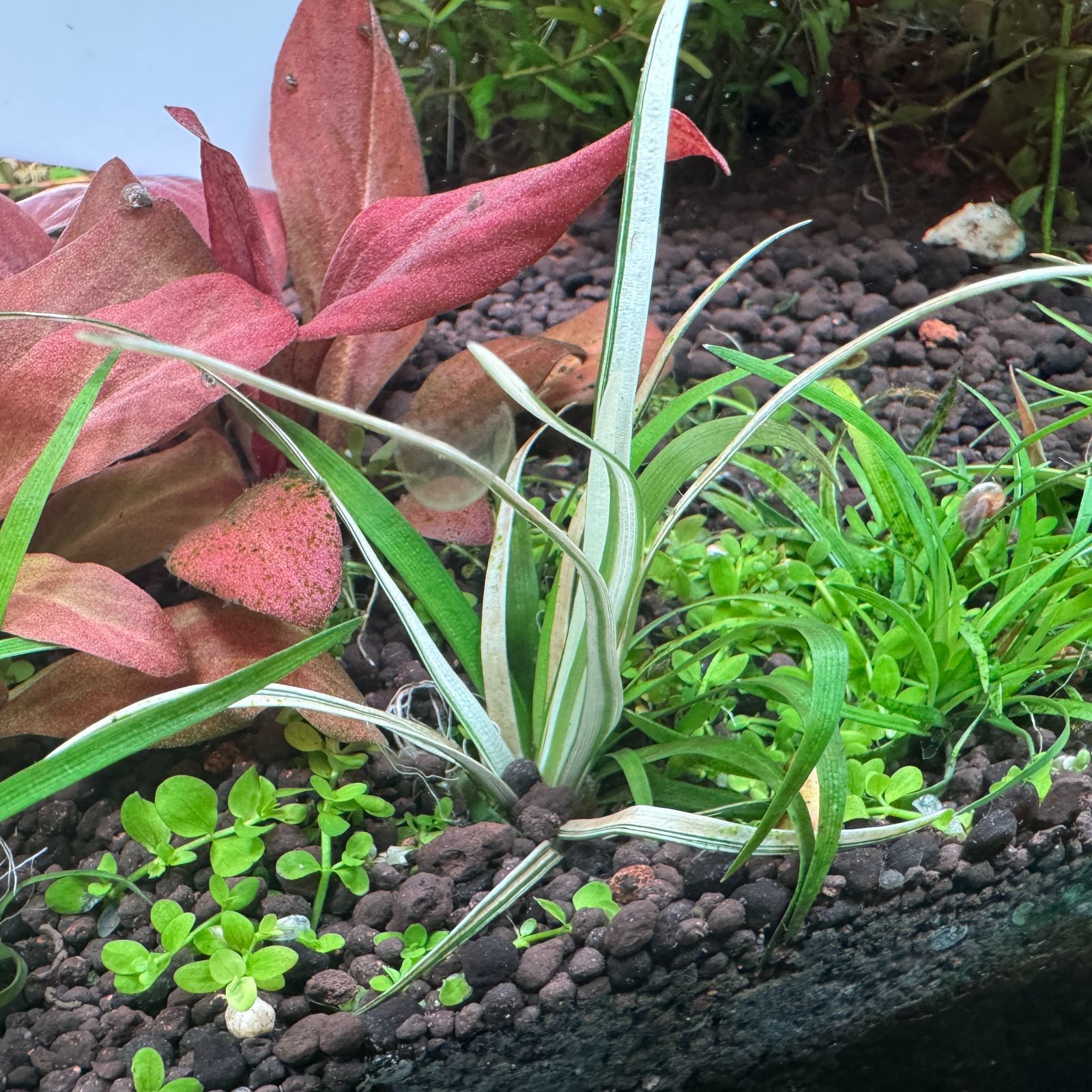 限定2株】 ホシクサ・クチホワイト 水中葉1株 アクアリウム 水草