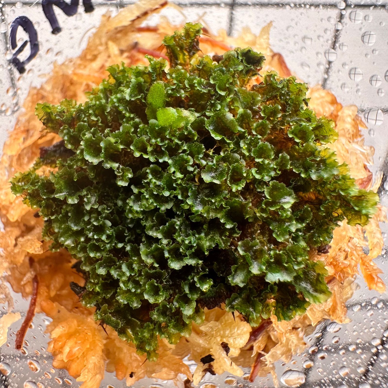 メルカリショップ限定 SPECIAL NIGHT SALE】P.willinckii OMG XLsize