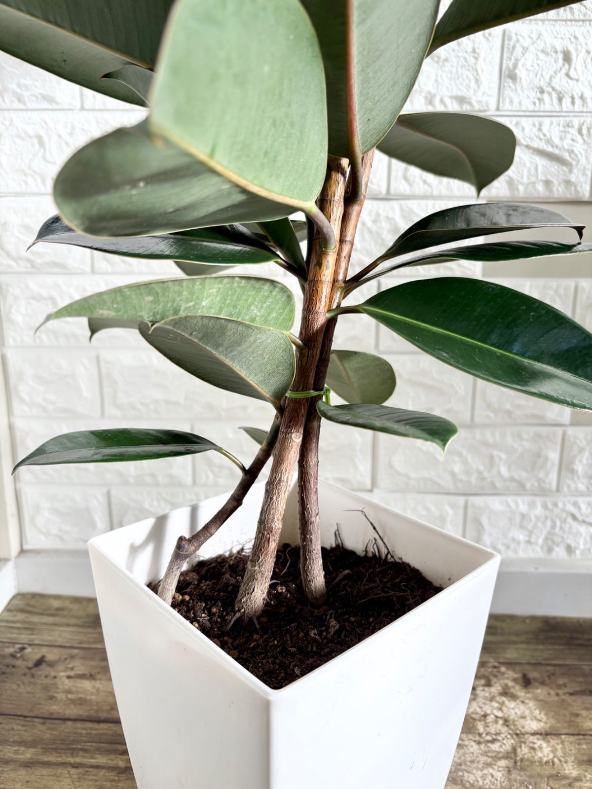 黒艶❗️フィカスバーガンディ⭐️3本立ち 観葉植物 - メルカリ