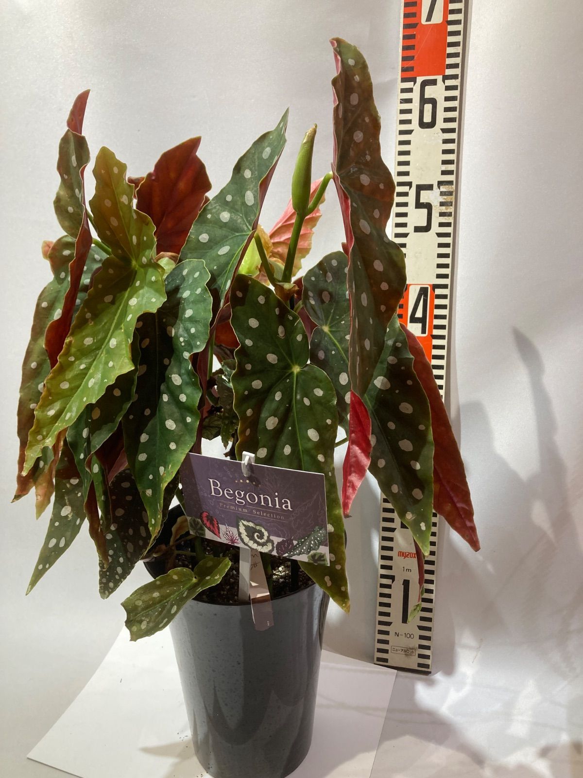 ベゴニア・マクラータ 大株 - メルカリ