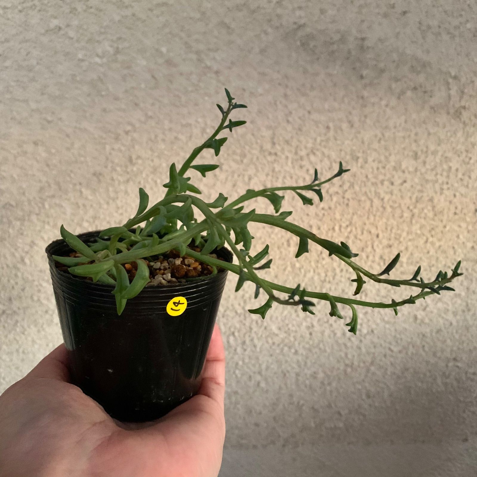 セネシオ アーケリー 抜き苗 セネシオ アーケリー 抜き苗