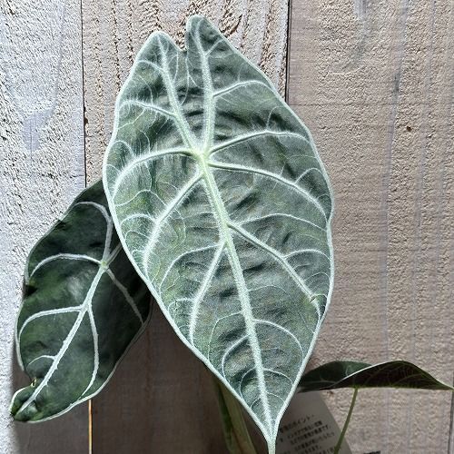 観葉植物 アロカシア ワトソニア ライトニング 3号(個体おまかせ1鉢